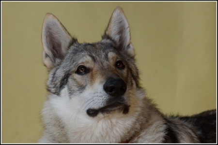 Amadeus von Da Ma Kennel Wolf